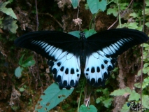 Incredible 20cm butterfly