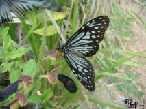 Seaside butterfly