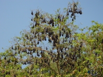 Giant fruit bats