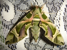 Large striking Sphinx moth