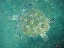 Hawksbill just off shore